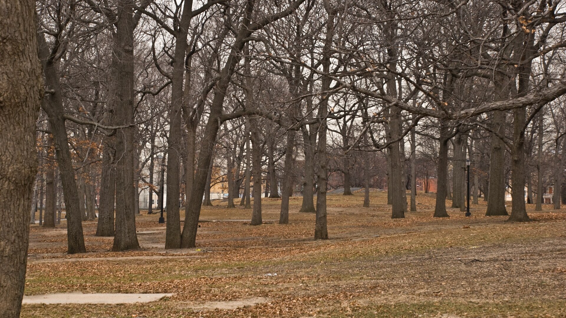 Bare trees and fallen leaves in Crotona Park in the Bronx